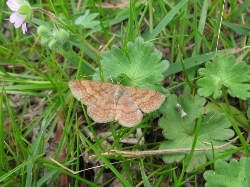 di che si tratta? - Scopula (Scopula) rubiginata